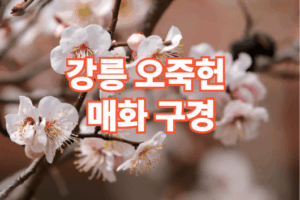 2026 강릉 오죽헌 매화 구경 일정 주차장 정보