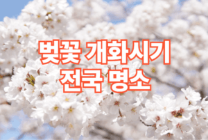 2026 전국 벚꽃 개화시기 벚꽃명소
