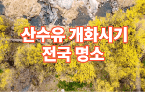 2026년 전국 산수유 개화시기 산수유 명소 베스트5