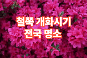 2026년 전국 철쭉 개화시기 철쭉 명소 베스트5