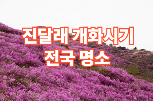 2026 전국 진달래 개화시기 진달래 명소 - SMILE